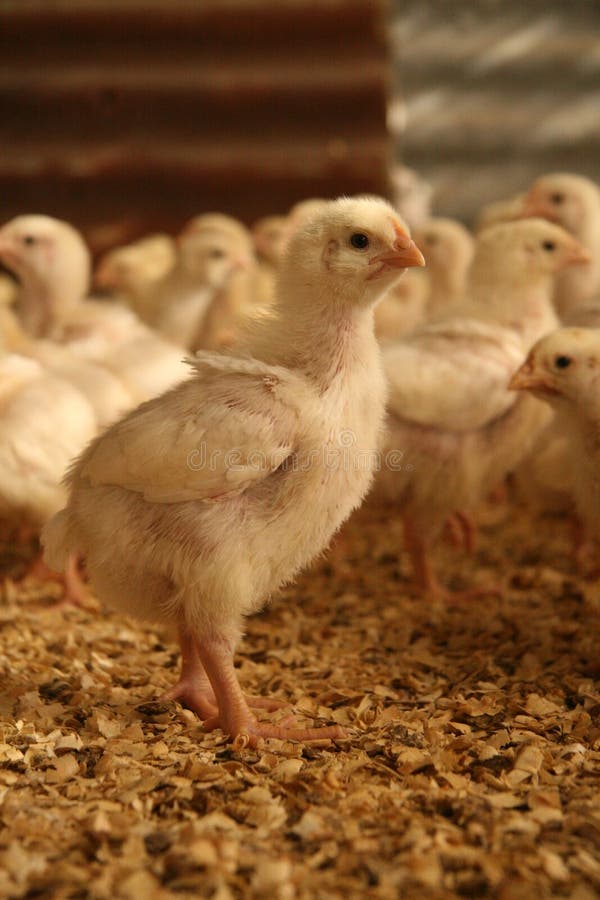 Broiler chicken stock image. Image of lovely, chick, life 11714445