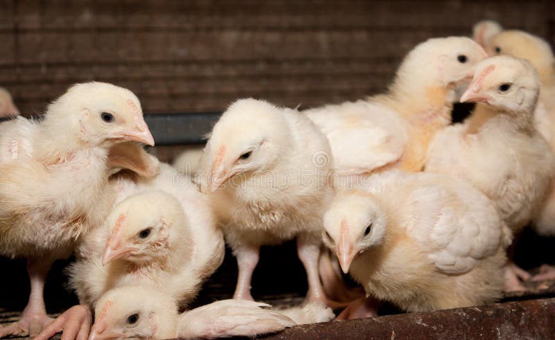 Broiler Chickens in a Cage at the Poultry Farm. Stock Image - Image of broilers, avian: 169941967 Broiler Chickens in a Cage at the Poultry Farm. Stock Image - Image of broilers, avian: 169941967