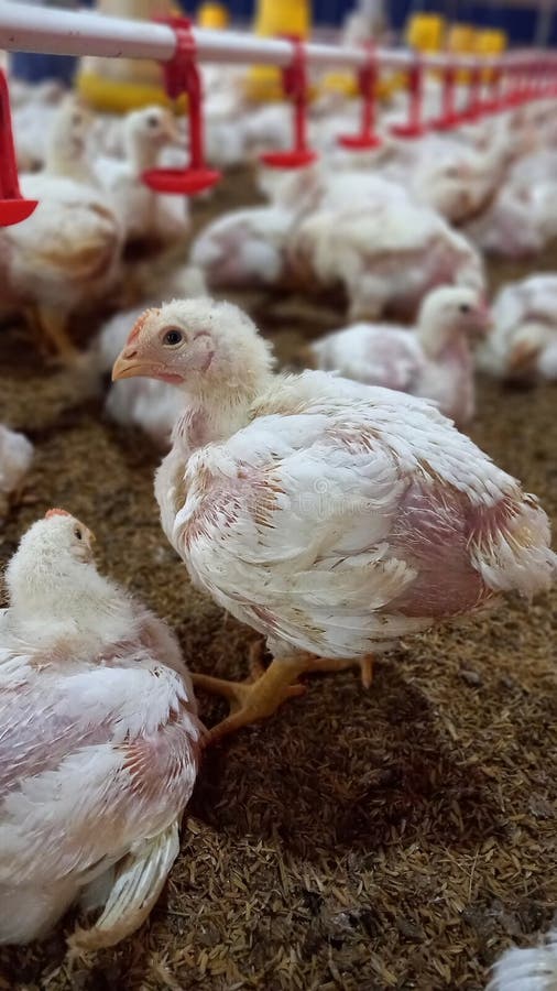 Broiler Chickens 21 Days Olds Stock Photo Image of days, olds 274493074