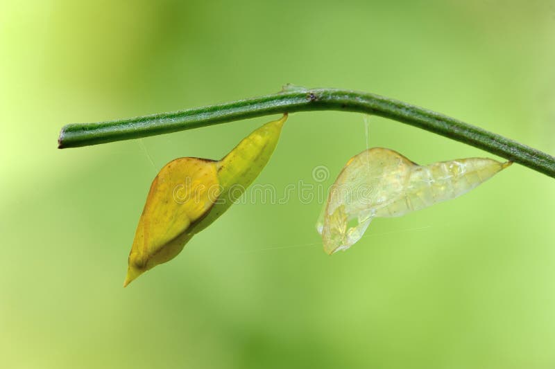 Brokes Cocoon Stock Photos Free & RoyaltyFree Stock Photos from