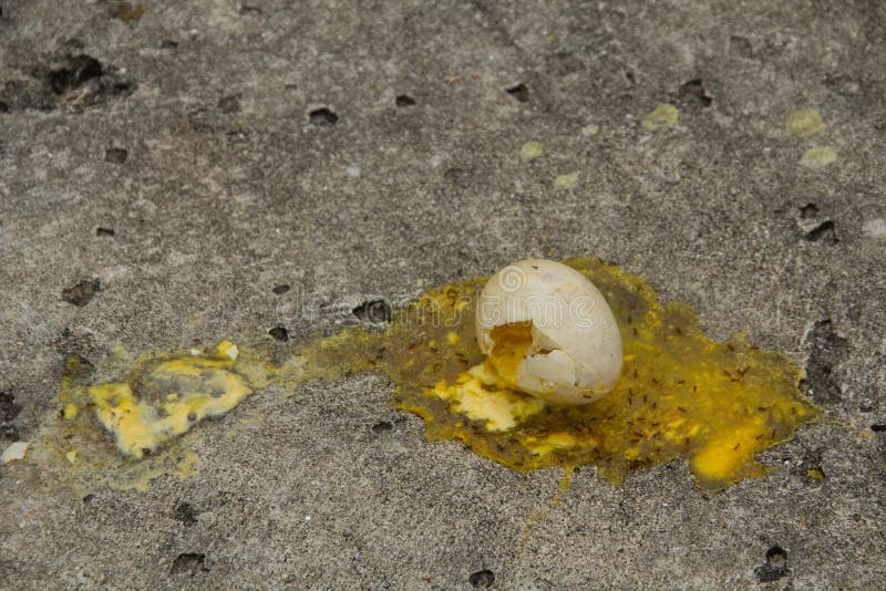 Broken bird egg on ground with ants