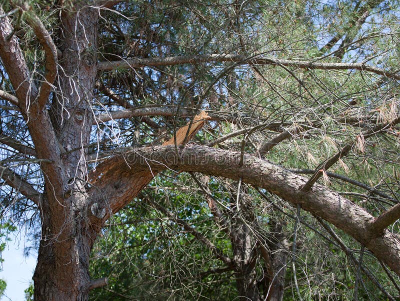 Broken Branch of a Pine Tree Stock Photo Image of forest, nature