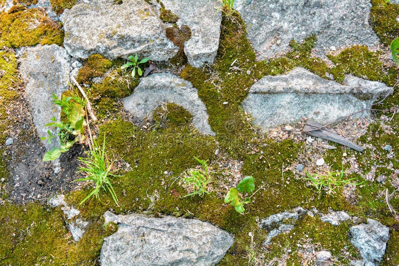 Broken and Destroyed Old Cement Blocks, Ground between Them with Moss