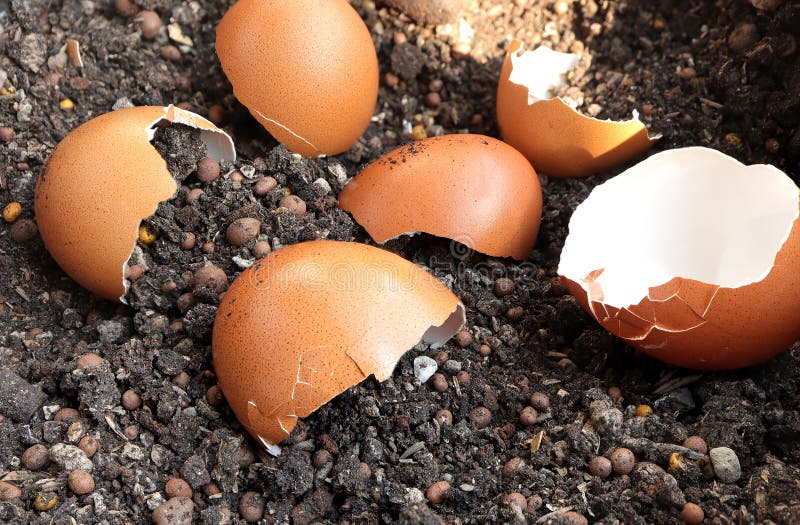 Broken Egg Shells on Soil. Using Eggshell As a Fertilizer. Recycling