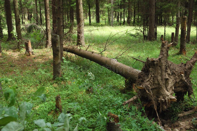 Broken fir tree in the forest