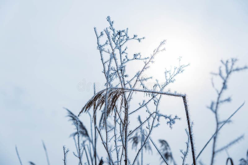 Broken, frozen reed on focus on a foggy winter day