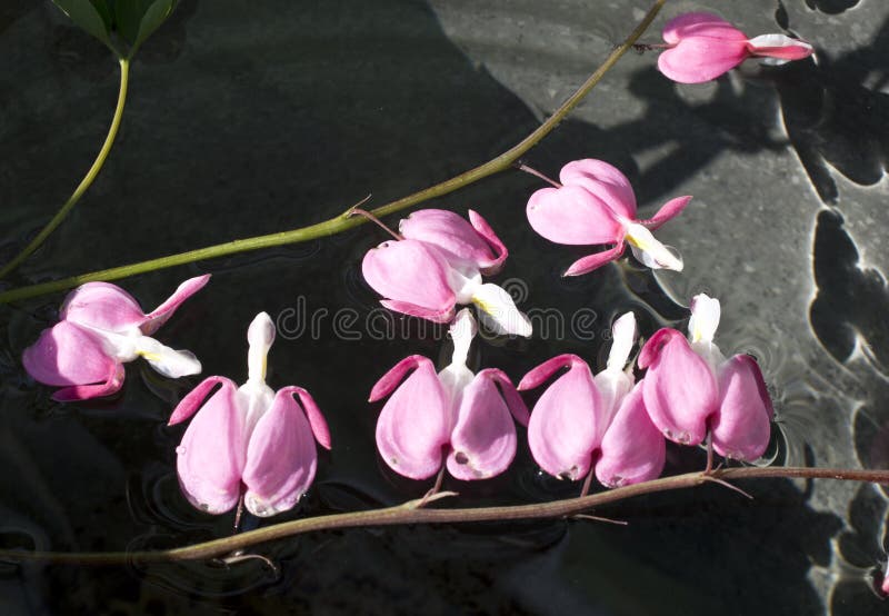 Broken Heart Dicentra, or always Attracts Its Original Form. Stock Photo Image of
