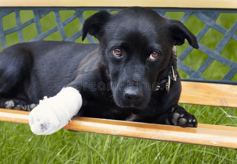 broken hundben broken hundben