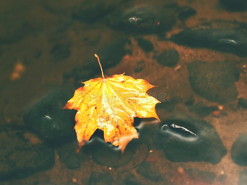 Broken Leaf From Maple Tree On Basalt Stone In Blurred Water Of