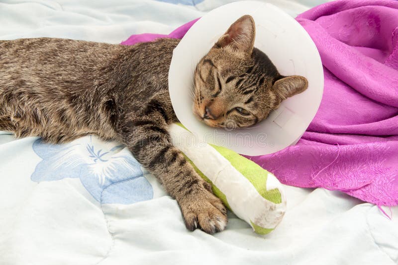 Broken leg splint cat stock image. Image of cast, kitten 87338261