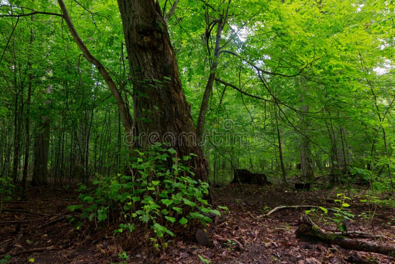 Big Tree On Still Water Pond With Water Reflection Stock Image Image