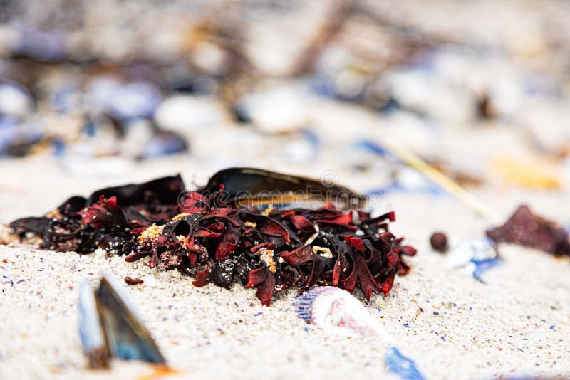 Broken Mussel Shells Washed Up on a Beach Stock Image Image of kelp