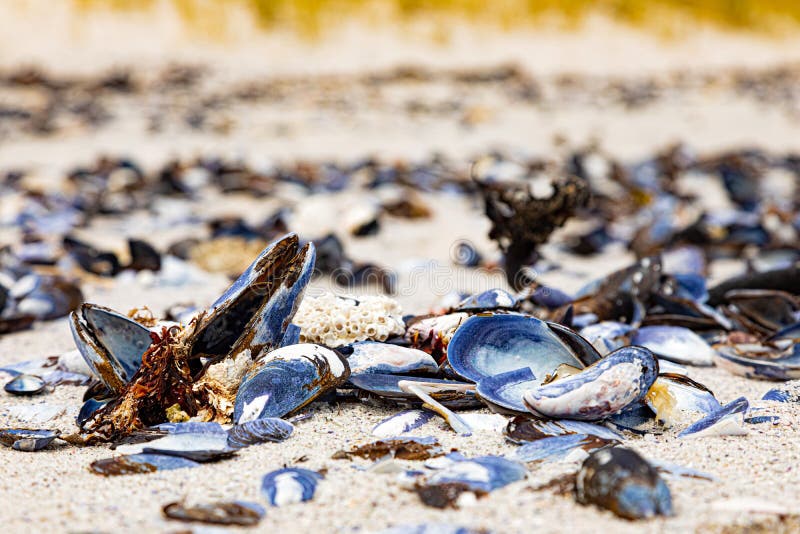 Broken Mussel Shells Washed Up on a Beach Stock Photo Image of rugged