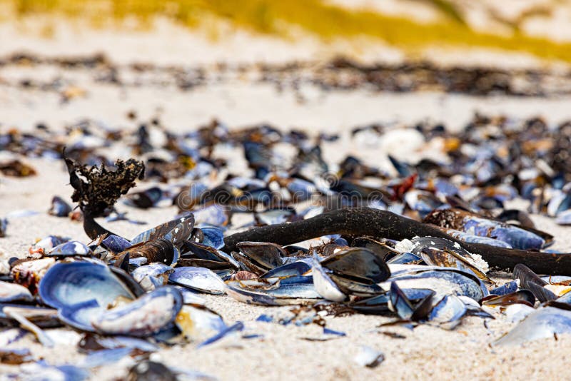 Broken Mussel Shells Washed Up on a Beach Stock Photo Image of rugged