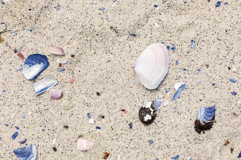 Broken Mussel Shells Washed Up on a Beach Stock Photo Image of edible