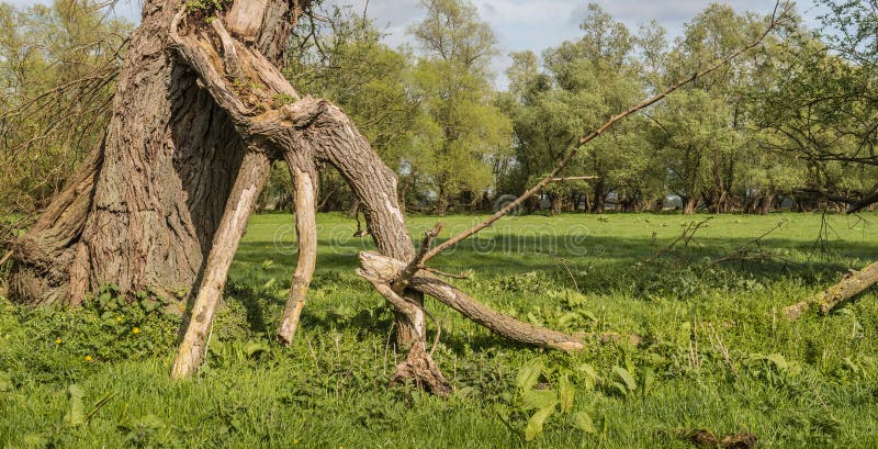 Broken old willow branch