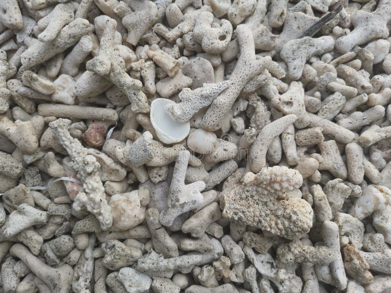 Broken pieces of coral skeleton and shell. royalty free stock photos