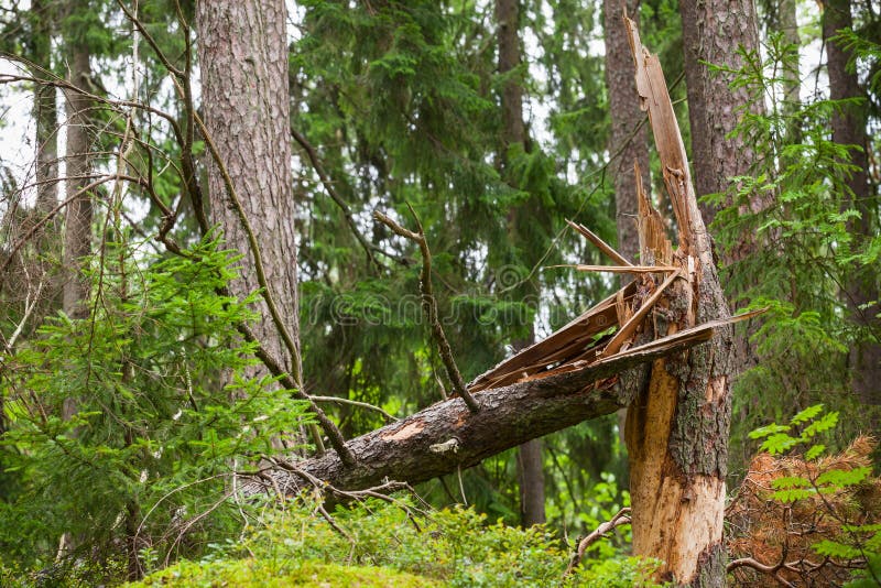 Broken Spruce Tree in Forest Stock Photo Image of lying, landscape