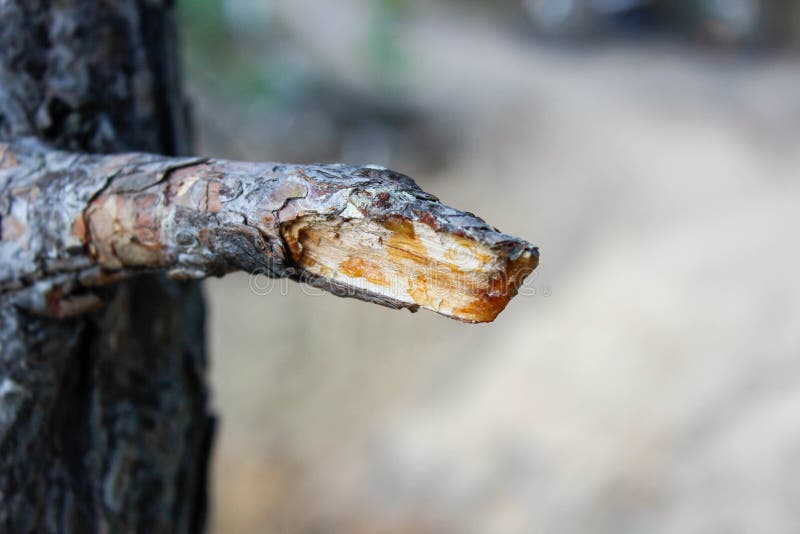 Broken thin pine branch close-up in the summer in the forest stock photo