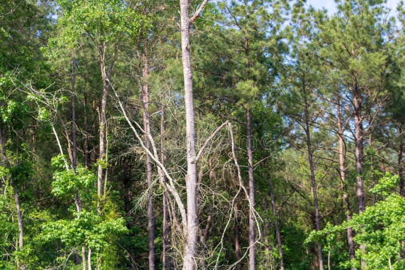 Broken tree limbs hanging dangerously after storm