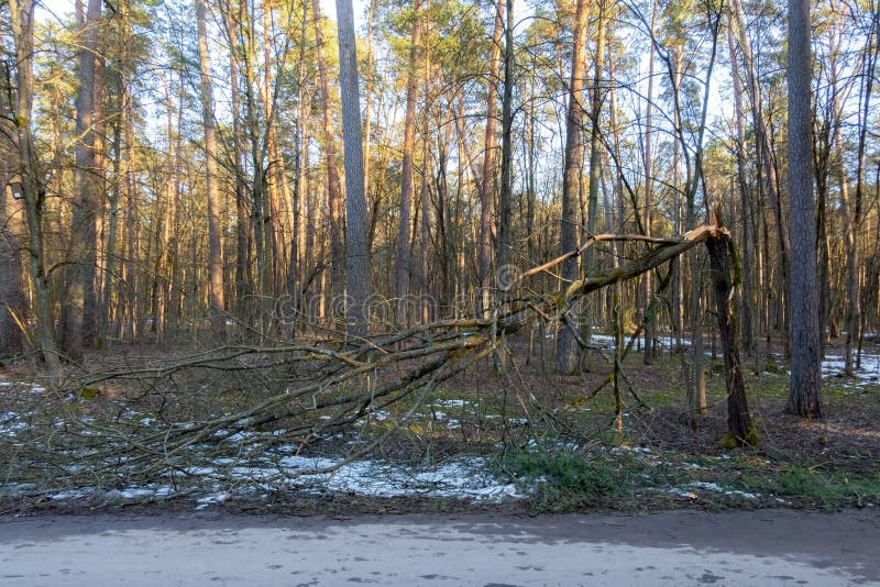 Broken Tree Trunk in the Forest Next To Sidewalk after Storm. Fallen