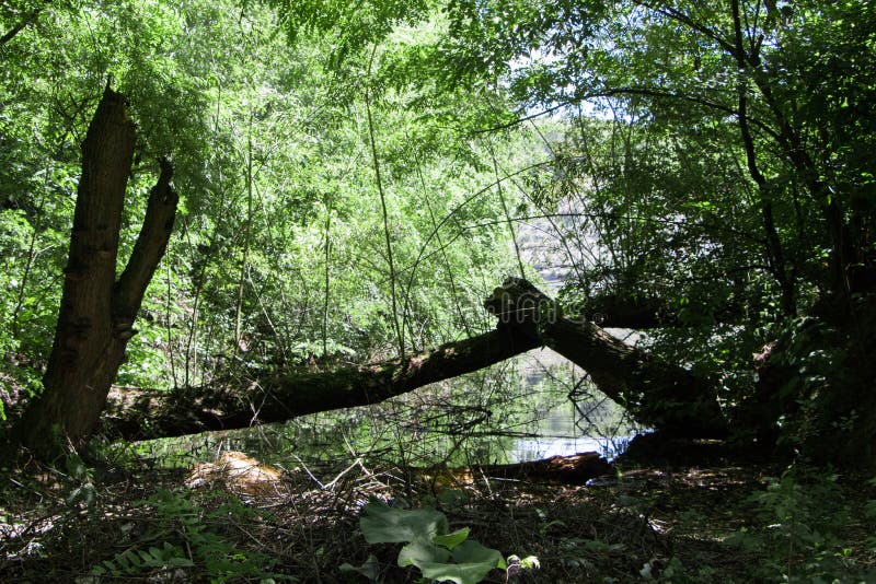 438 Broken Wood Bridge Forest Lake Stock Photos Free And Royalty Free