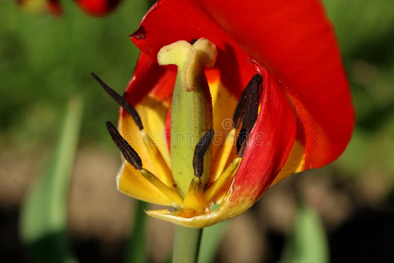 Broken Tulip stock photo. Image of botany, april, bloom 2152720