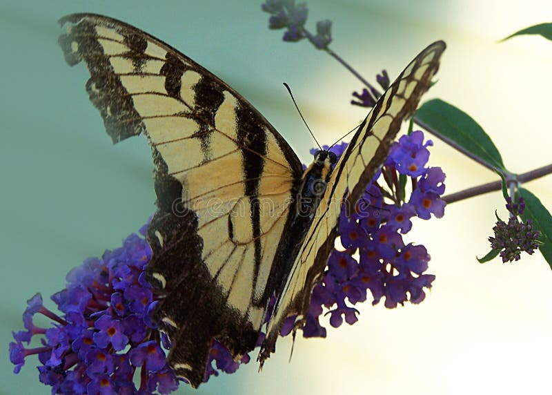 Download Black and Gold Butterfly stock photo. Image of butterfly ...