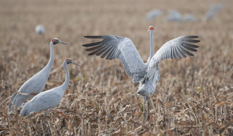 Brolga royalty-vrije stock foto Brolga royalty-vrije stock foto