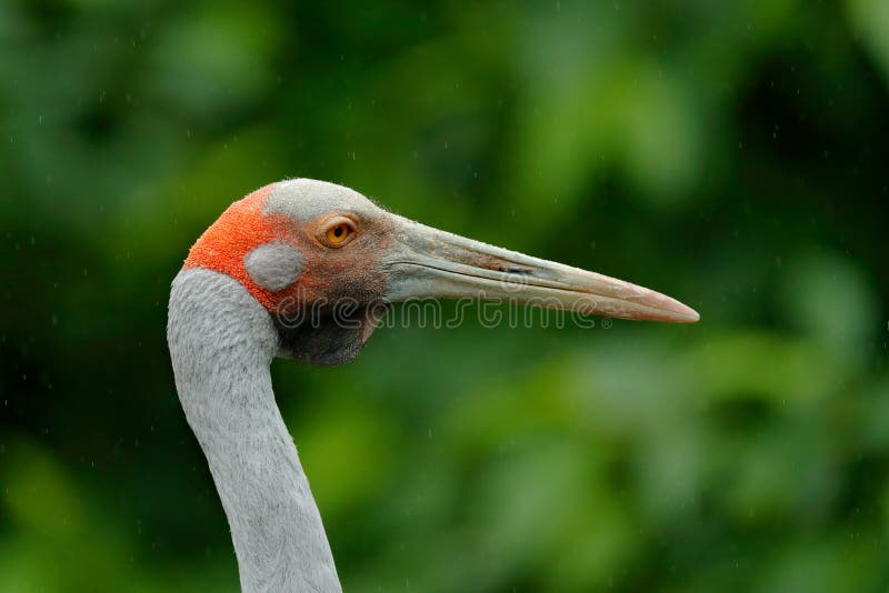 Brolgakraan, Antigone-rubicunda, met donkergroene achtergrond Vogelhoofd met gouden kam in het mooie licht van de avondzon Zonson royalty-vrije stock fotografie Brolgakraan, Antigone-rubicunda, met donkergroene achtergrond Vogelhoofd met gouden kam in het mooie licht van de avondzon Zonson royalty-vrije stock fotografie
