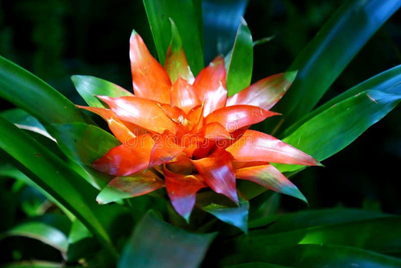 Bromélia Com Folhas Verdes E Flor Vermelha Clara Na Floresta Natural Do  Parque De Aves Na Cidade De Foz Iguacu. Imagem de Stock - Imagem de brasil,  brasileiro: 233401755