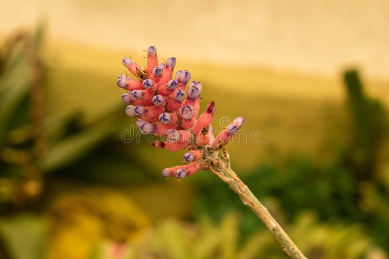 Bromélia Púrpura Flor Rosa Natureza Verde Pano Fundo Foto de Stock - Imagem  de nave, horticultura: 163689204