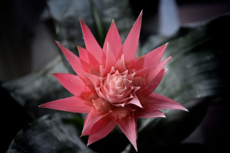Bromélia Rose, Fleur Exotique Tropicale Photo stock - Image du normal,  maison: 112470314