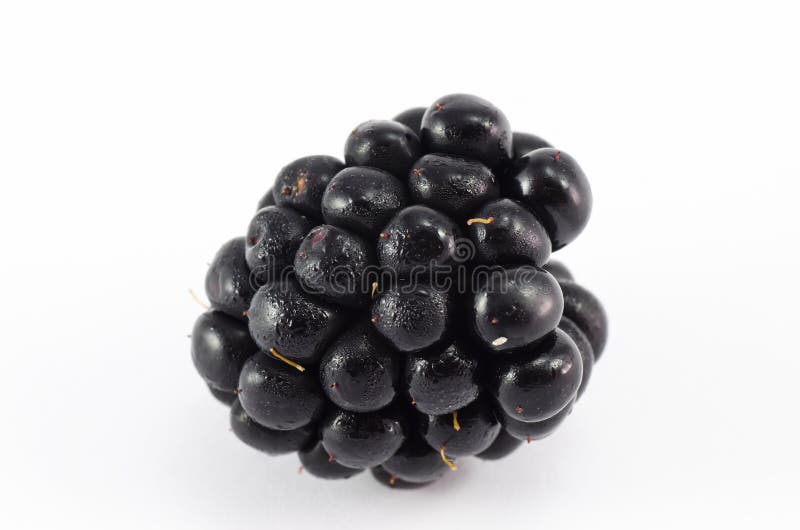 Brombeere stockfoto Brombeere stockfoto