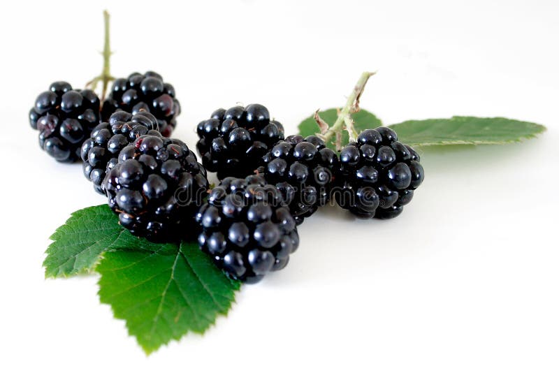 BROMBEERE stockbild BROMBEERE stockbild