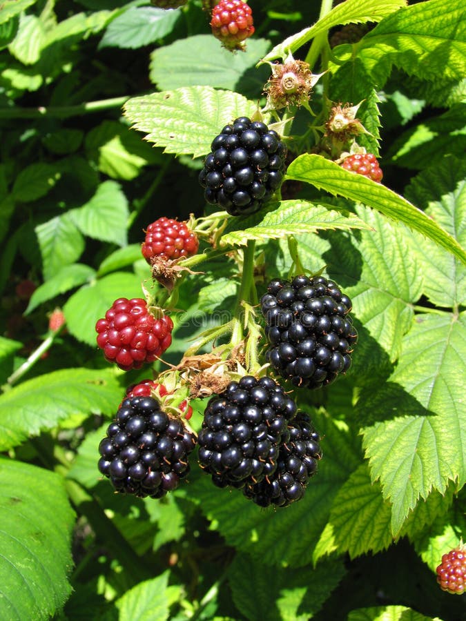 Brombeeren 2/2 lizenzfreie stockfotos Brombeeren 2/2 lizenzfreie stockfotos