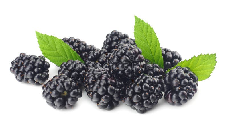Brombeeren mit dem grünen Blatt lokalisiert auf weißem Hintergrund Makro lizenzfreies stockfoto Brombeeren mit dem grünen Blatt lokalisiert auf weißem Hintergrund Makro lizenzfreies stockfoto