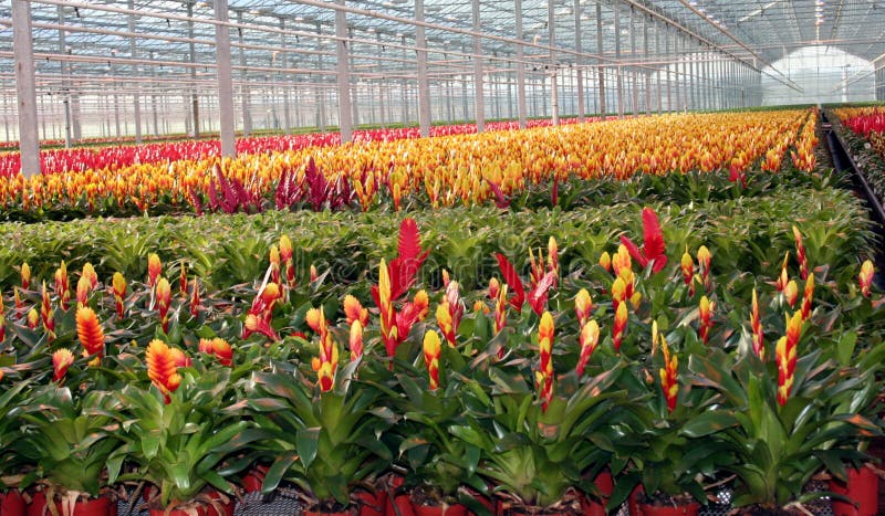Bromelia