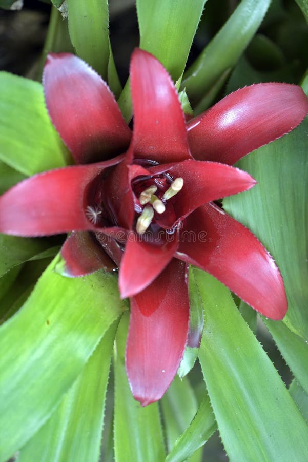 Bromelia Del Género Nidularium, Endémica Al Brasil Imagen de archivo -  Imagen de contraste, biodiversidad: 81204187