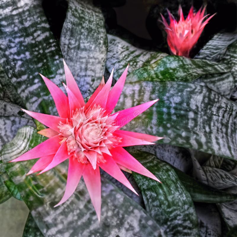 1,157 Exotic Bromelia Stock Photos - Free & Royalty-Free Stock Photos from  Dreamstime