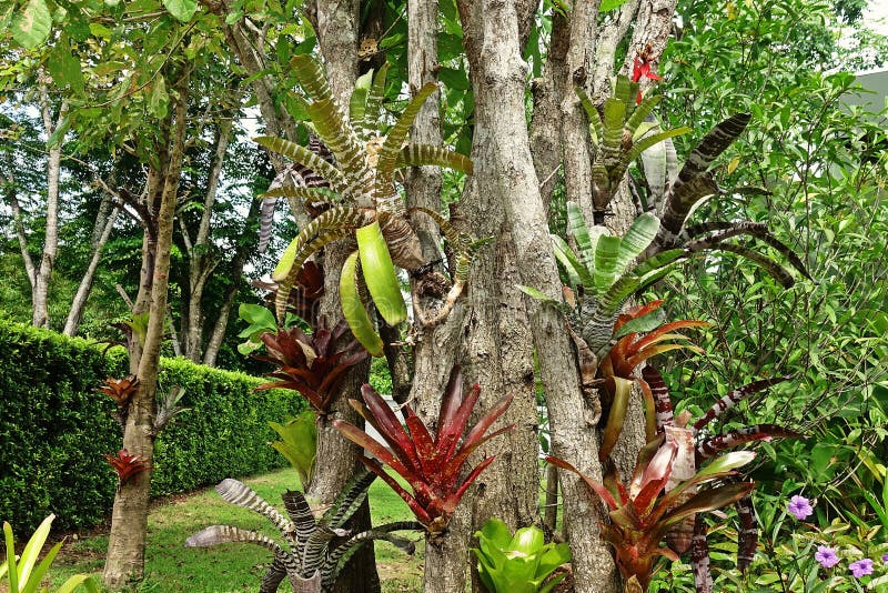 Bromelia, monocot bloeiende installaties van tropisch gebied, tuindecoratie royalty-vrije stock afbeelding Bromelia, monocot bloeiende installaties van tropisch gebied, tuindecoratie royalty-vrije stock afbeelding