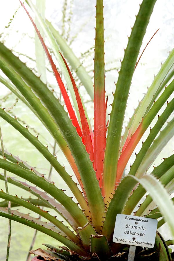 Bromelia plant
