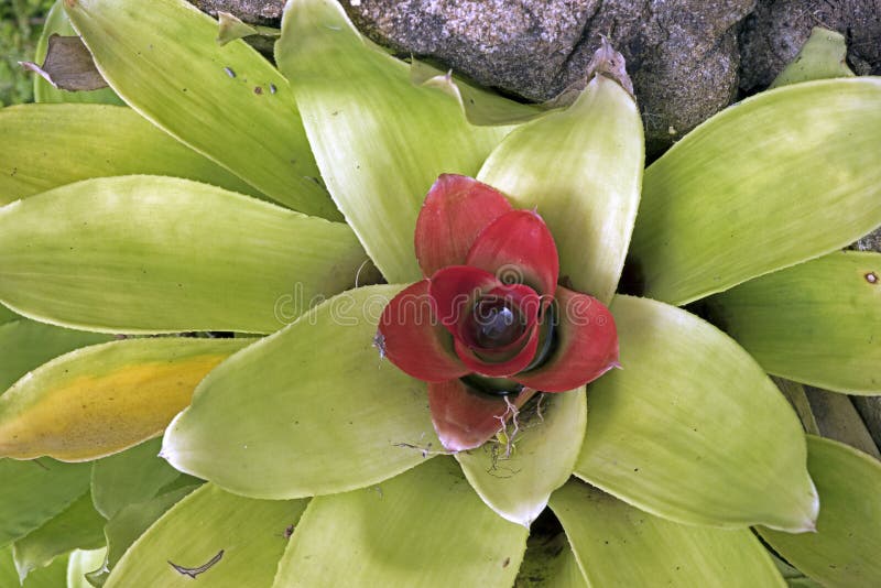 Bromelia, Planta De La Familia Del Bromeliaceae Foto de archivo - Imagen de  fauna, hoja: 63321614