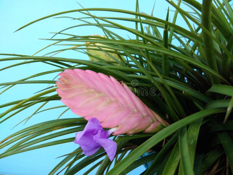 Bromelia Rosada Del Cyanea Del Tillandsia De La Planta De La Canilla Con La  Flor Púrpura Azul Imagen de archivo - Imagen de follaje, fondo: 138800011