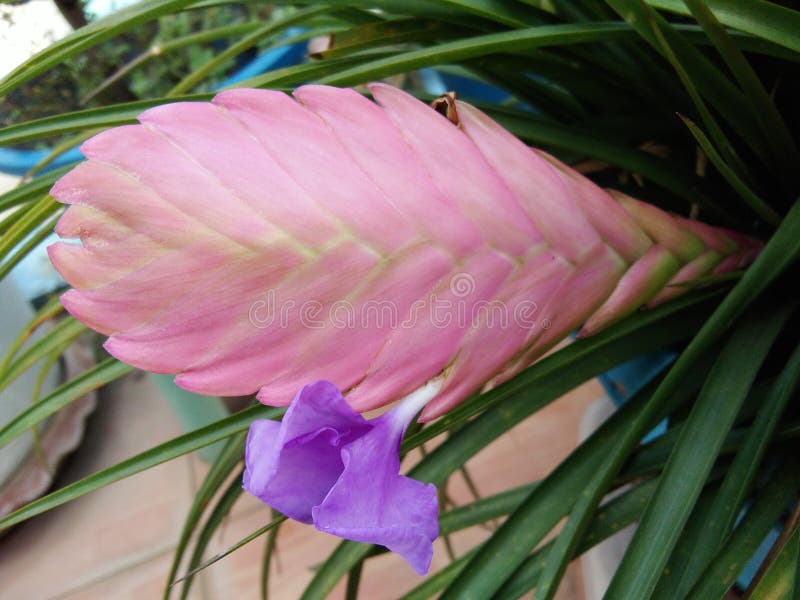 Bromelia Rosada Del Cyanea Del Tillandsia De La Planta De La Canilla Con La  Flor Púrpura Azul Foto de archivo - Imagen de flora, poco: 138799586