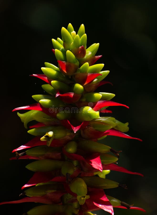 Bromeliablomma från den Poas vulkan arkivfoton Bromeliablomma från den Poas vulkan arkivfoton
