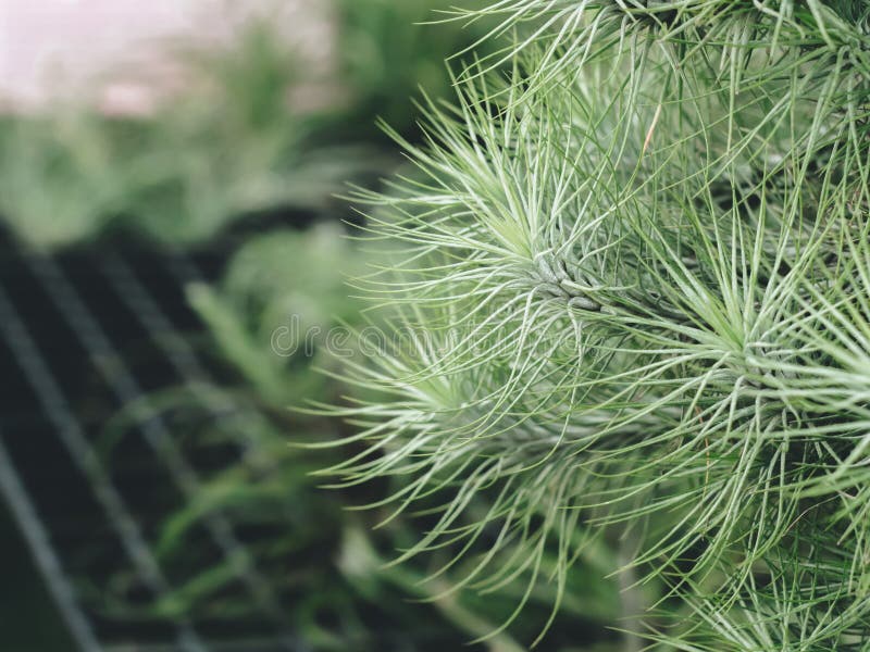 Bromeliacea del fiore dello zucchero filato di tillandsia con il fondo verde del giardino, pianta unica fotografia stock libera da diritti Bromeliacea del fiore dello zucchero filato di tillandsia con il fondo verde del giardino, pianta unica fotografia stock libera da diritti