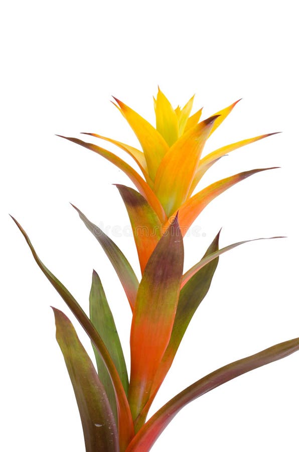 Bromeliad