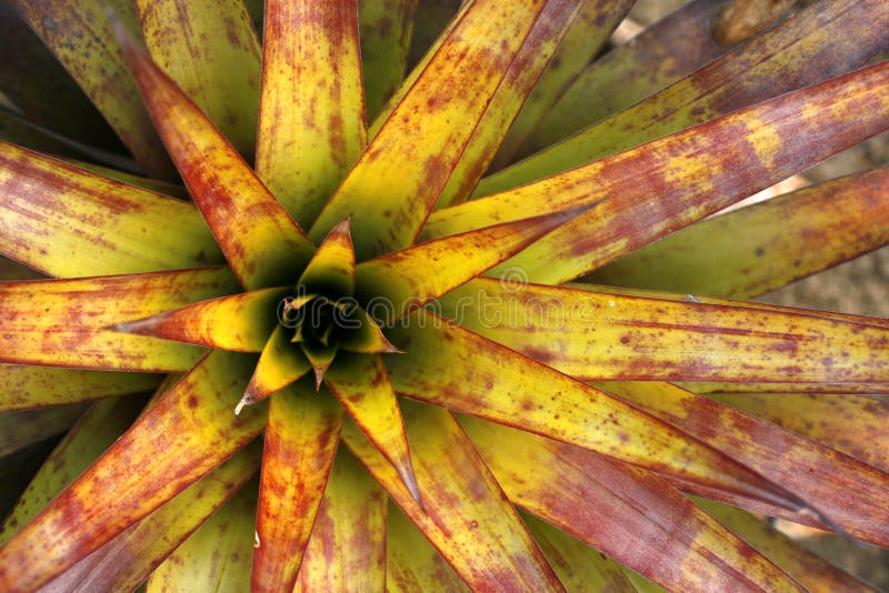 Bromeliad