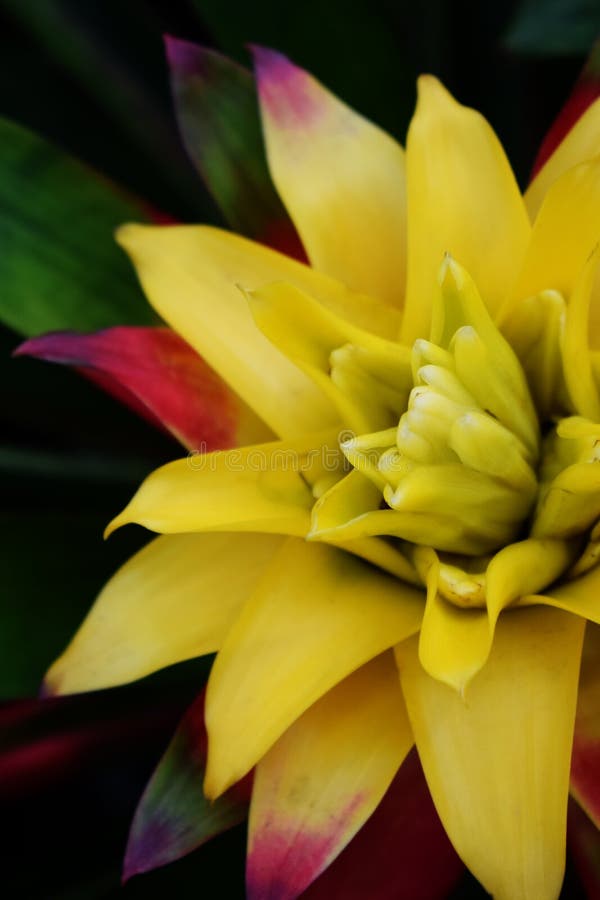Close up of yellow Bromeliad plant stock photography Close up of yellow Bromeliad plant stock photography